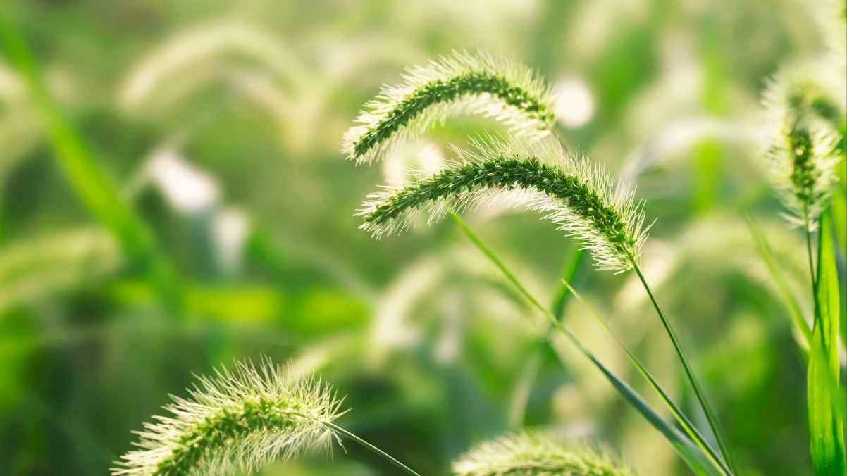 极直播：免费看体育赛事、电视直播和影视资源的全能网站