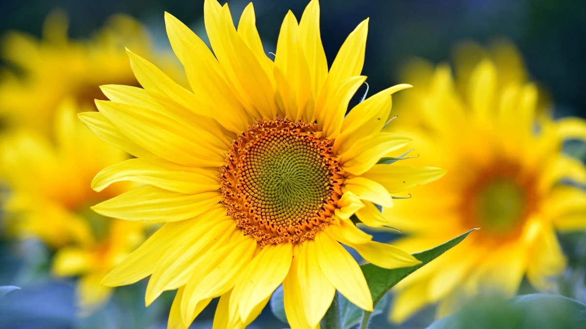 金句盲盒：轻松收获灵感与智慧的随机金句分享平台