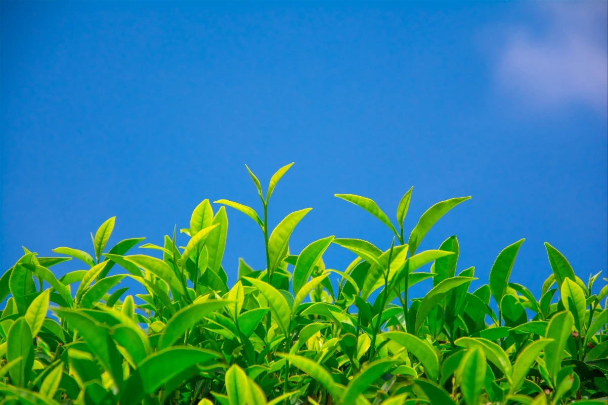 SprunkiSquidGame：免费在线畅玩的高智商“鱿鱼游戏”生存挑战