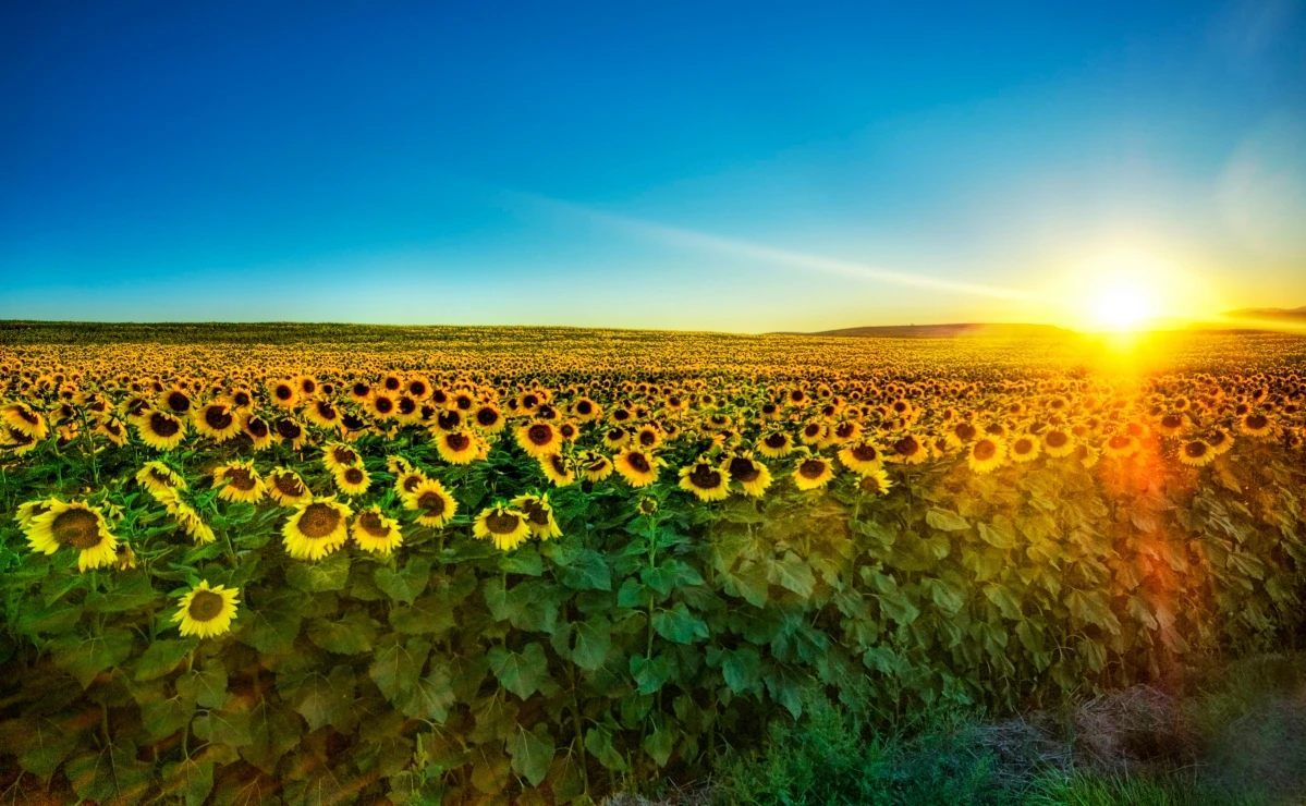 CountryCode:完全免费的在线国家代码与电话区号查询平台