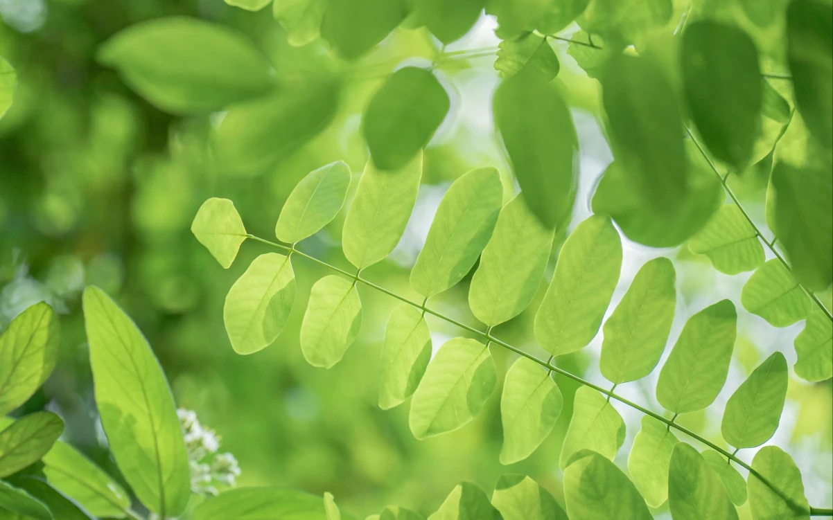 MinuteTimers：简单美观的在线计时器，满足多场景精准计时需求！