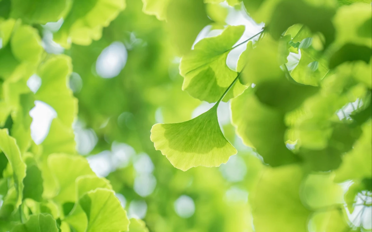 音客：免费的全沉浸式在线英语学习平台，提升口语与听力的理想选择！