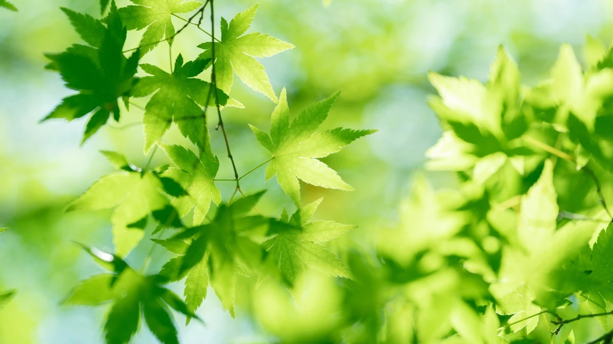 Bongo Cat：敲击鼓点的可爱猫咪，点燃你的音乐互动乐趣