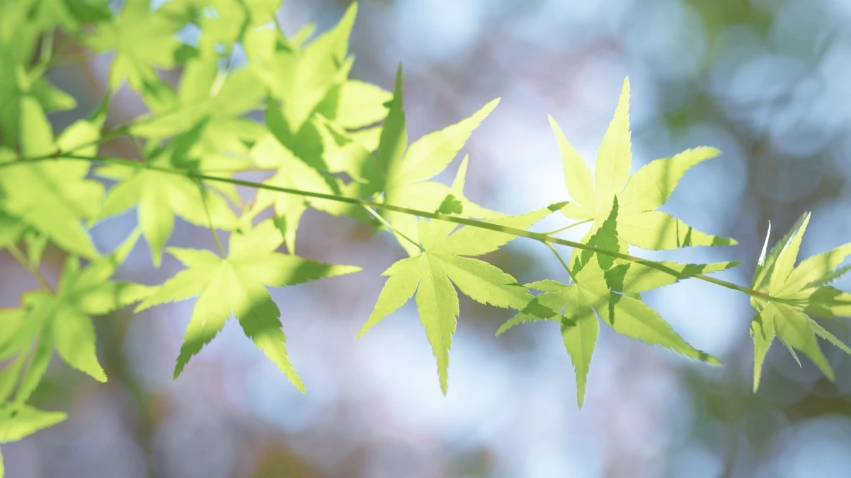 Composerize：一键将 Docker Run 命令转为 Docker Compose 配置的工具