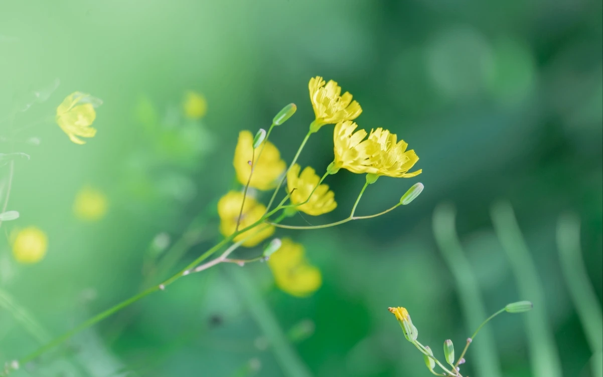 高质量图标任你挑选：macOS Icons 图标下载网站详解