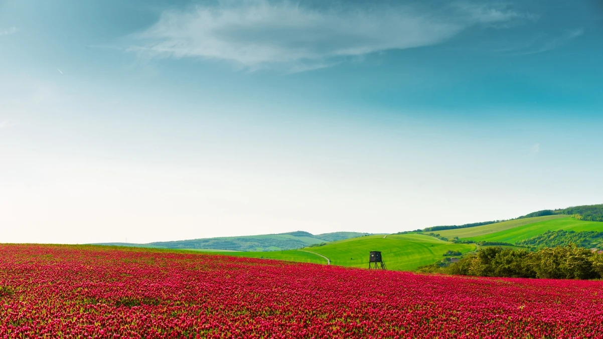 看看屋：免费追剧的在线影视平台，畅看美剧韩剧不断更