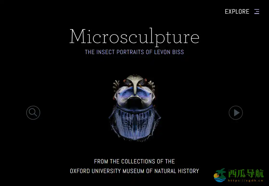 超显微昆虫摄影展示平台：Microsculpture