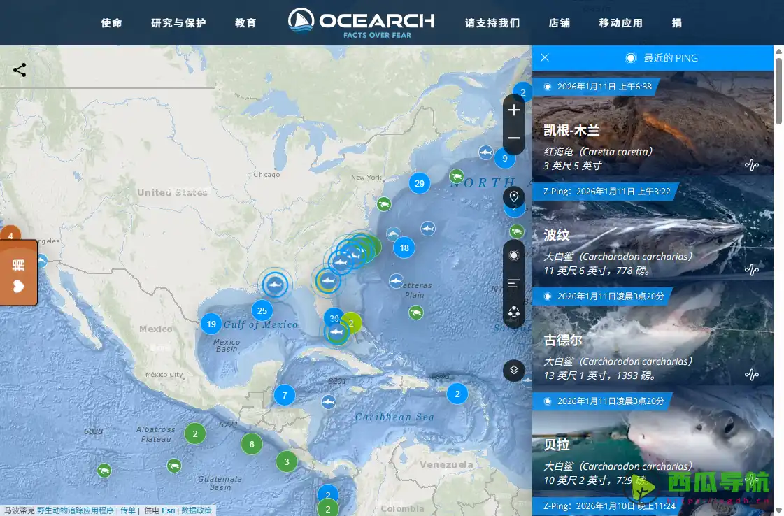 全球海洋生物追踪与研究平台：OCEARCH Shark Tracker