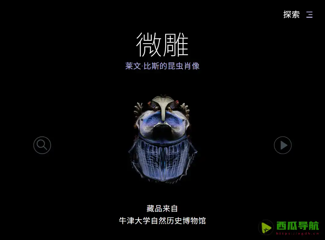 超微距昆虫摄影展示平台：Levin Bis 昆虫特写