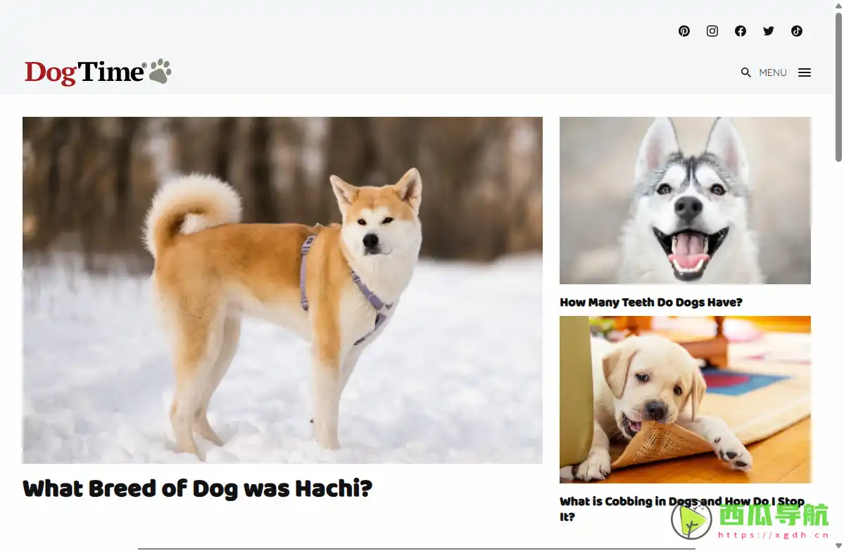 全面狗狗护理与训练指南：DogTime充满乐趣